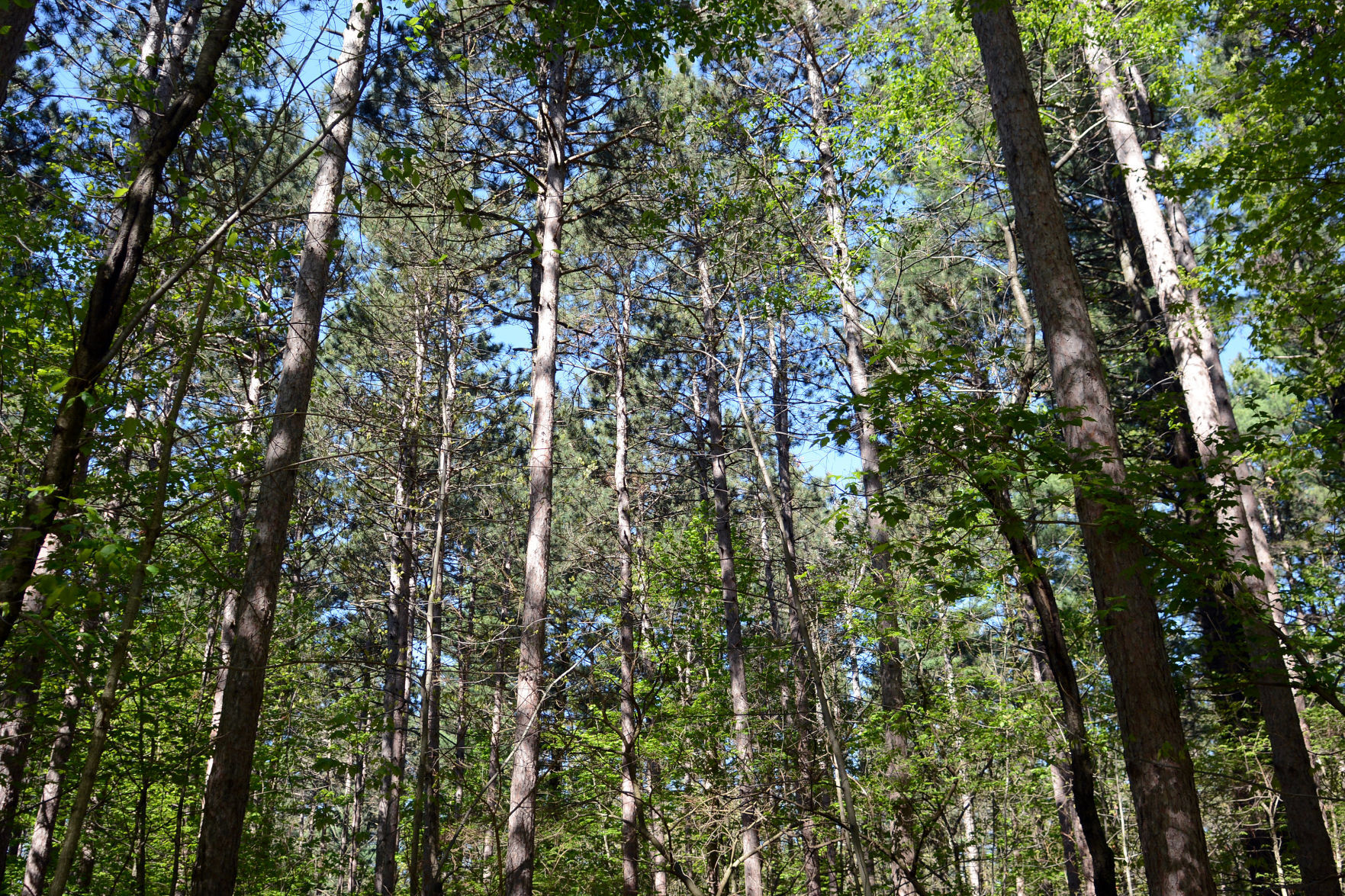 West Baraboo Village Forest